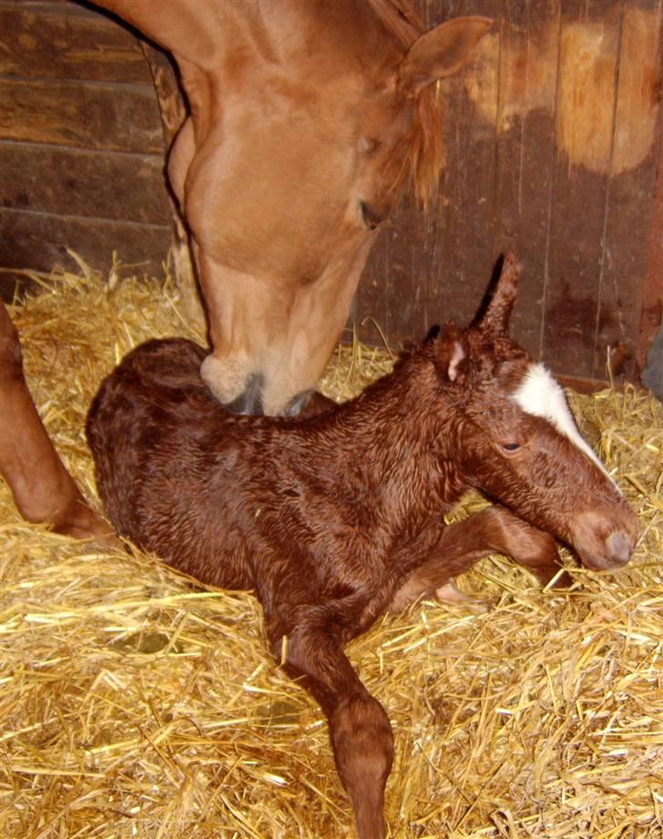 Fuldblod (XX) Mamaloca - Nyfødt billede 9