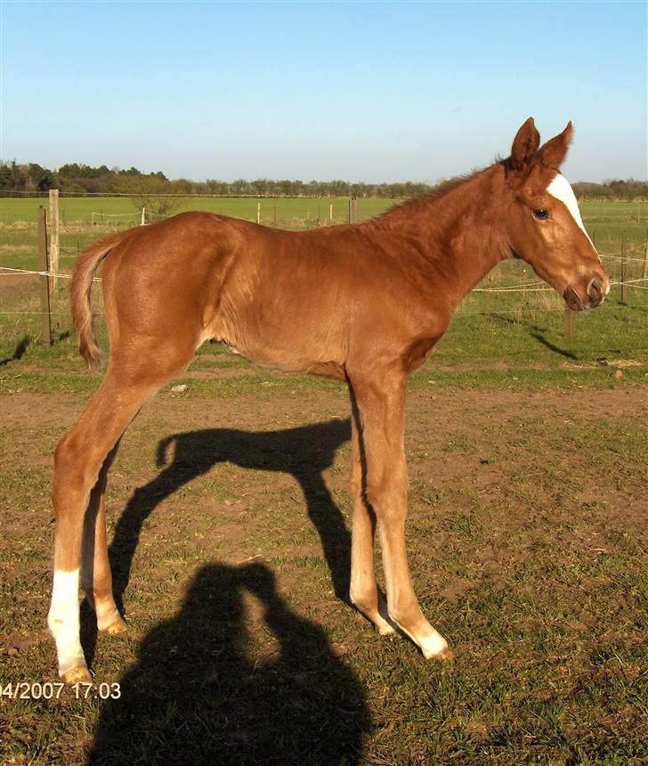 Fuldblod (XX) Mamaloca - Se skyggen! billede 10