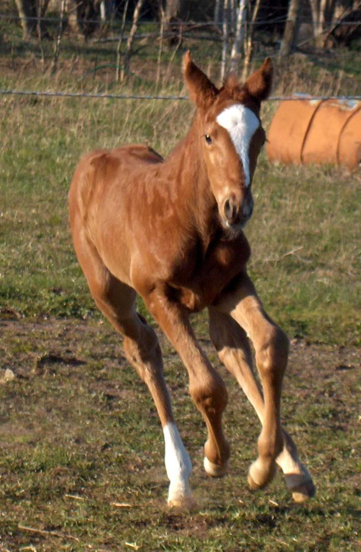 Fuldblod (XX) Mamaloca - Here I come billede 11