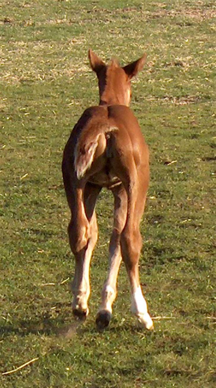 Fuldblod (XX) Mamaloca - See ya.. billede 12