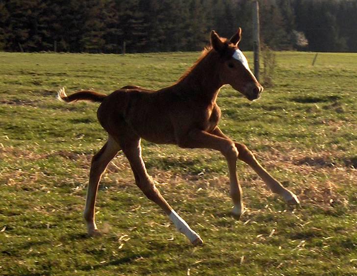 Fuldblod (XX) Mamaloca - Lange ben billede 13