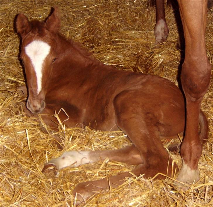 Fuldblod (XX) Mamaloca billede 14