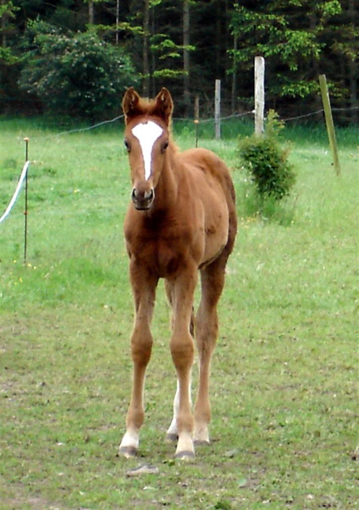 Fuldblod (XX) Mamaloca billede 15