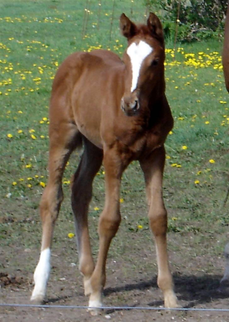 Fuldblod (XX) Mamaloca billede 16