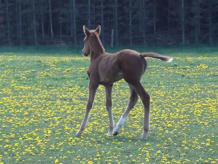 Fuldblod (XX) Mamaloca billede 17