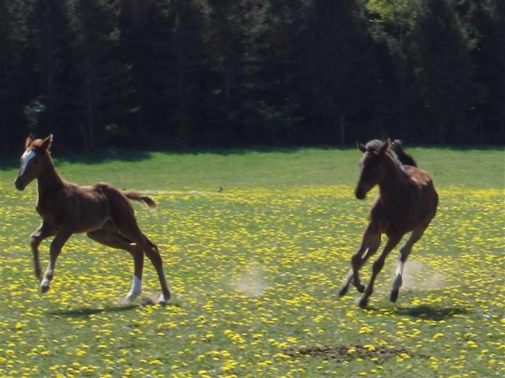 Fuldblod (XX) Mamaloca - Første møde med Siempre billede 18