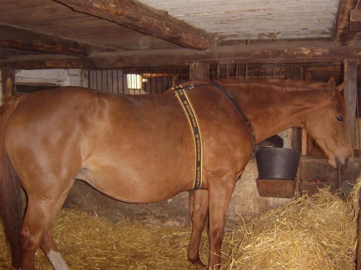 Fuldblod (XX) Mamaloca - Nu kommer jeg snart.. billede 19