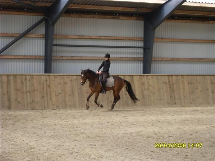 New Forest Orchid´s Sheila SOLGT - Undervisning ved stald magic 26 April 09 billede 15
