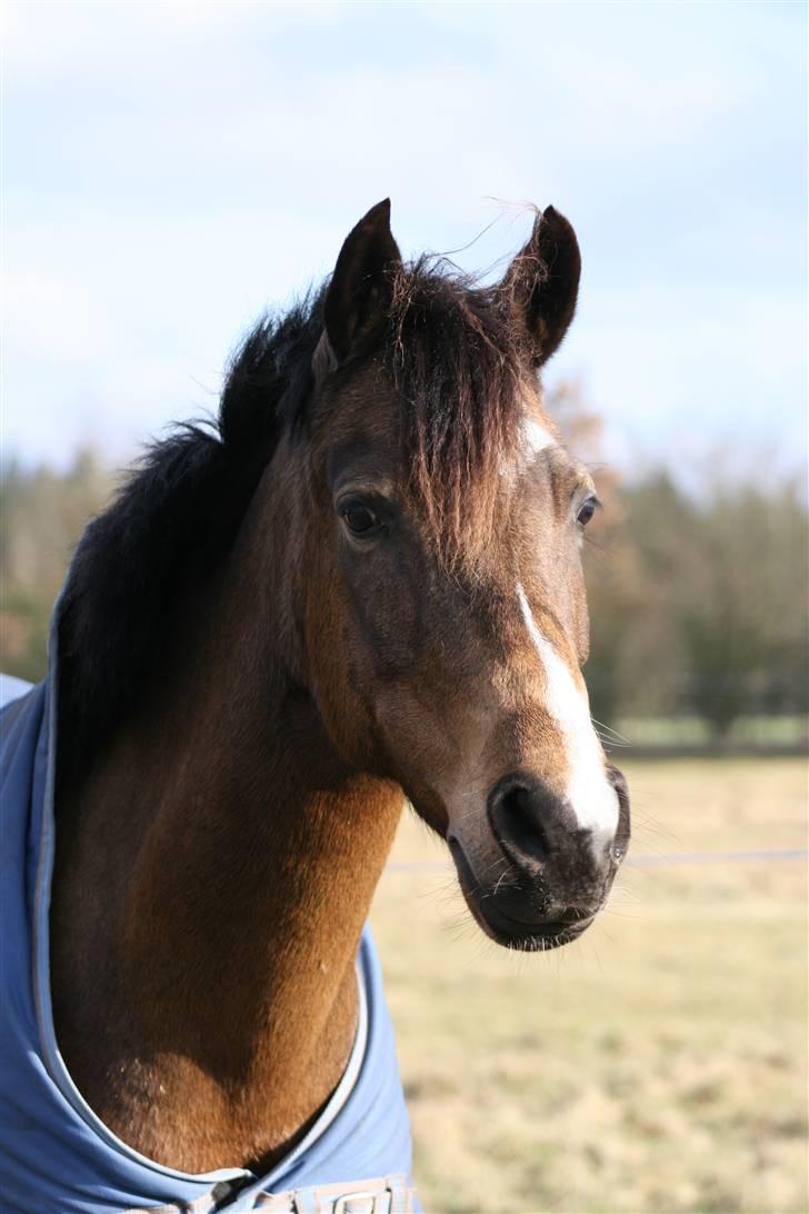 New Forest Orchid´s Sheila SOLGT - Foldbillede-taget af Glannie Aagaard billede 16