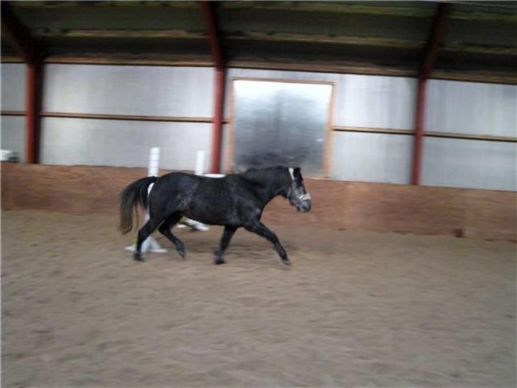 Anden særlig race Macy Grace *solgt* - Dygtig! :D<3 hun kan sq godt, den lille lort :b billede 10