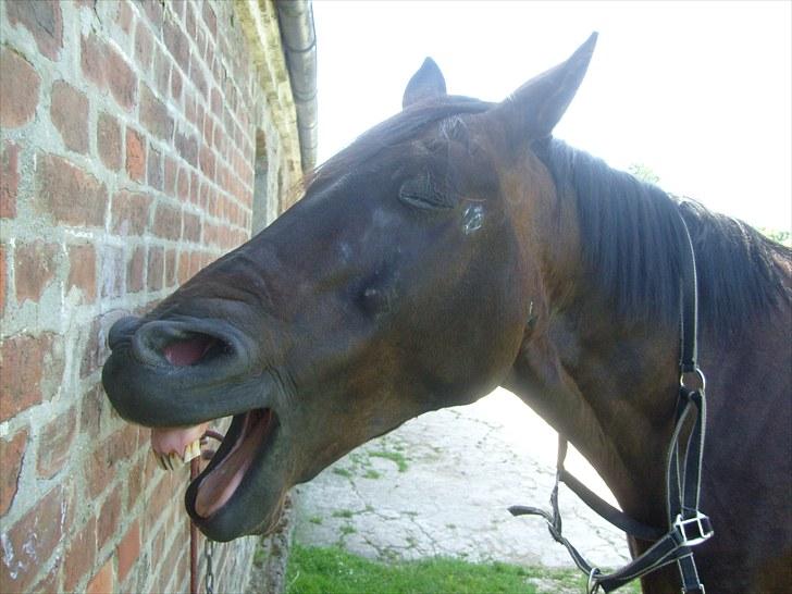 Anden særlig race Conrad <3 billede 6