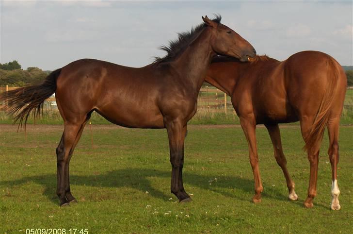 Fuldblod (XX) Siempre - Siempre med halvlillesøster Mamaloca billede 1