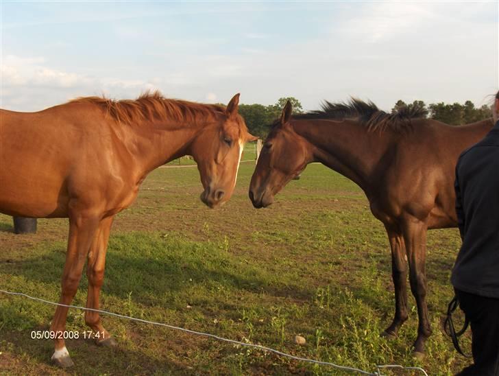 Fuldblod (XX) Siempre - Hygge billede 2