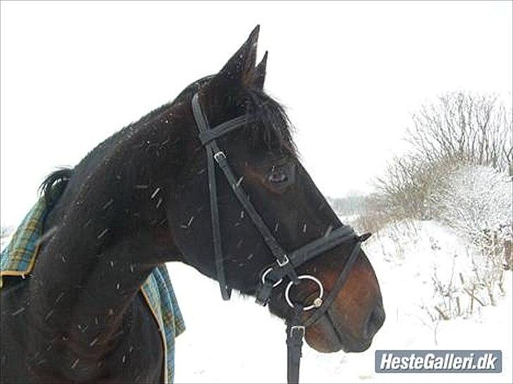 Anden særlig race Conrad <3 billede 9