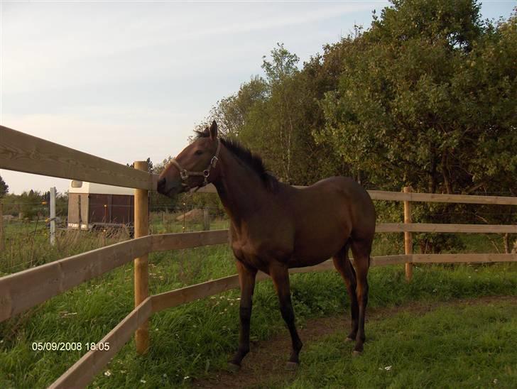 Fuldblod (XX) Siempre - Siempre i trænings-rundellen billede 3