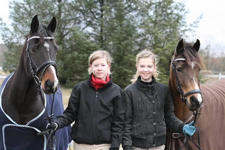 New Forest Orchid´s Sheila SOLGT - Taget af Glennie Aagaard billede fra 2008 billede 17