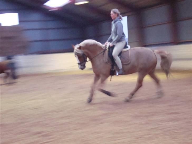 Welsh Cob (sec D) Mondetgårds Lady Duchess - Pony i galop med mor på ryggen (; 2009 billede 19