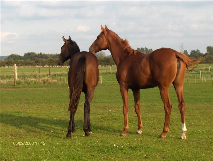 Fuldblod (XX) Siempre - Gode rumper. Siempre til venstre, Mamaloca højre billede 5