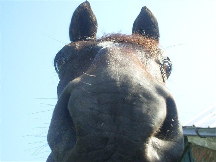 Anden særlig race Conrad <3 billede 10