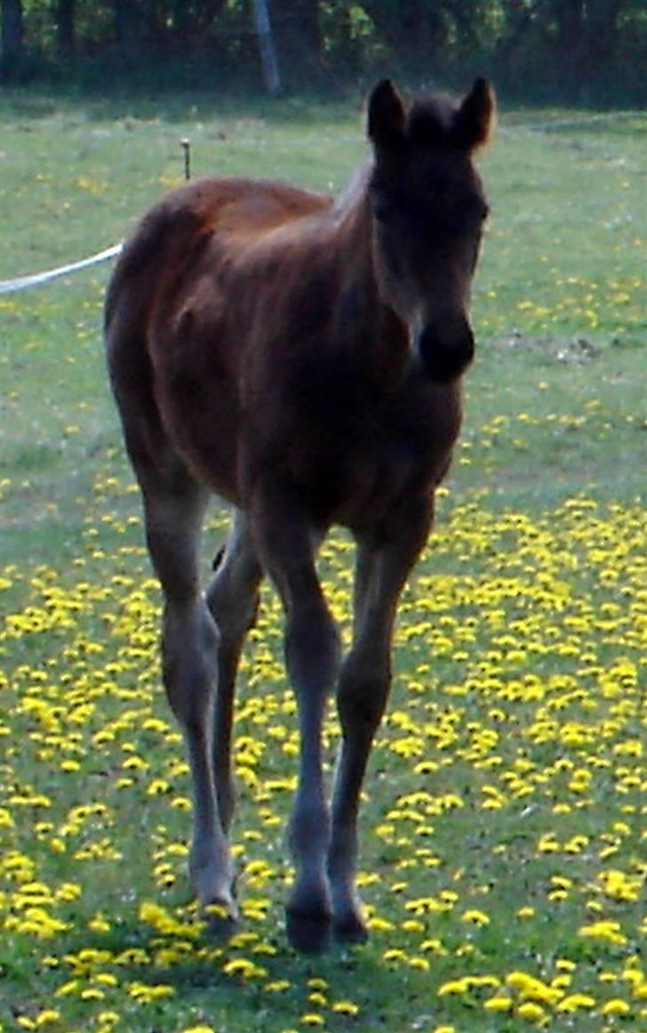 Fuldblod (XX) Siempre - Rund og god:-) billede 7