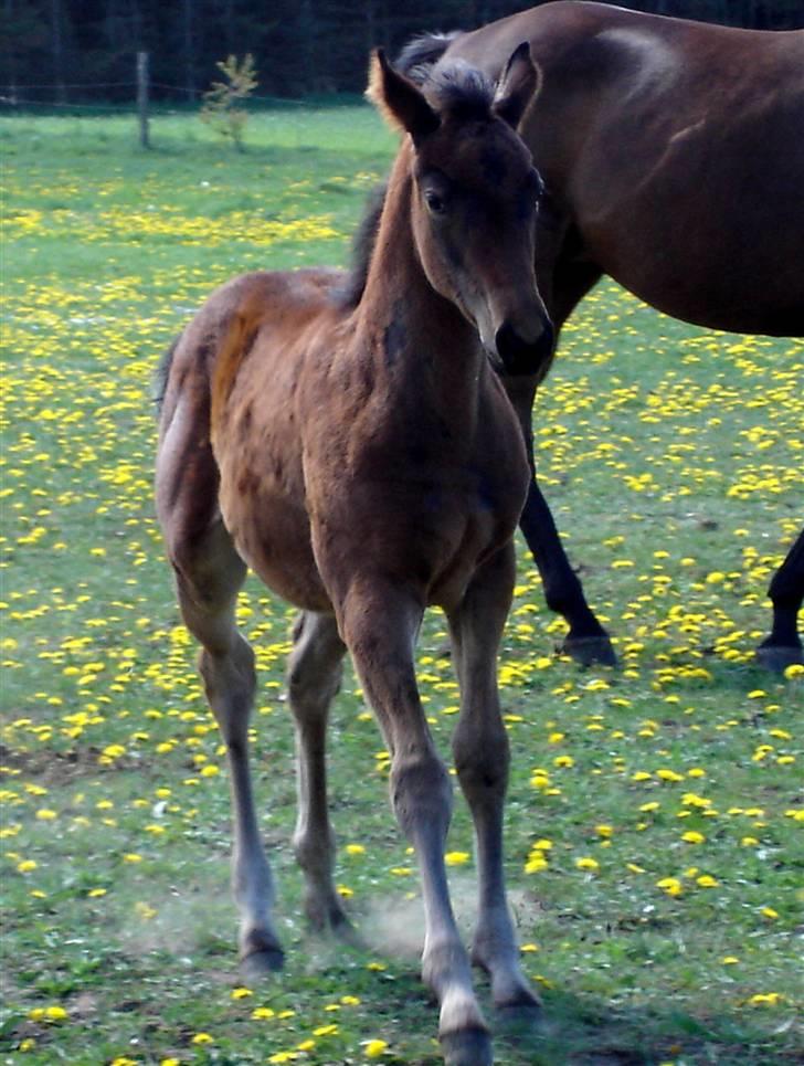 Fuldblod (XX) Siempre - Happy billede 8