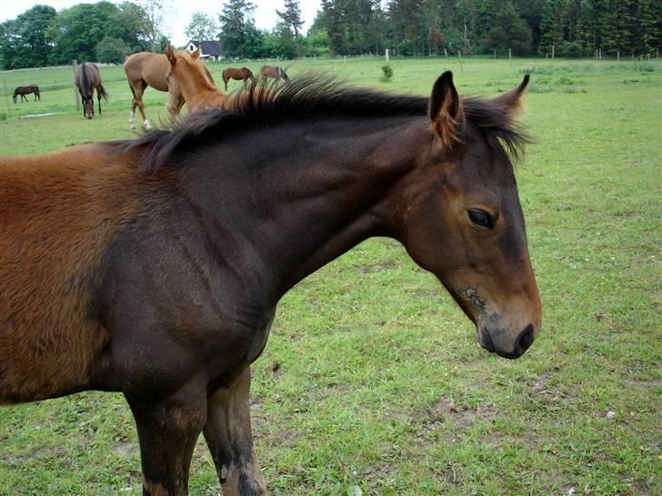Fuldblod (XX) Siempre - Endelig slipper følpelsen billede 9