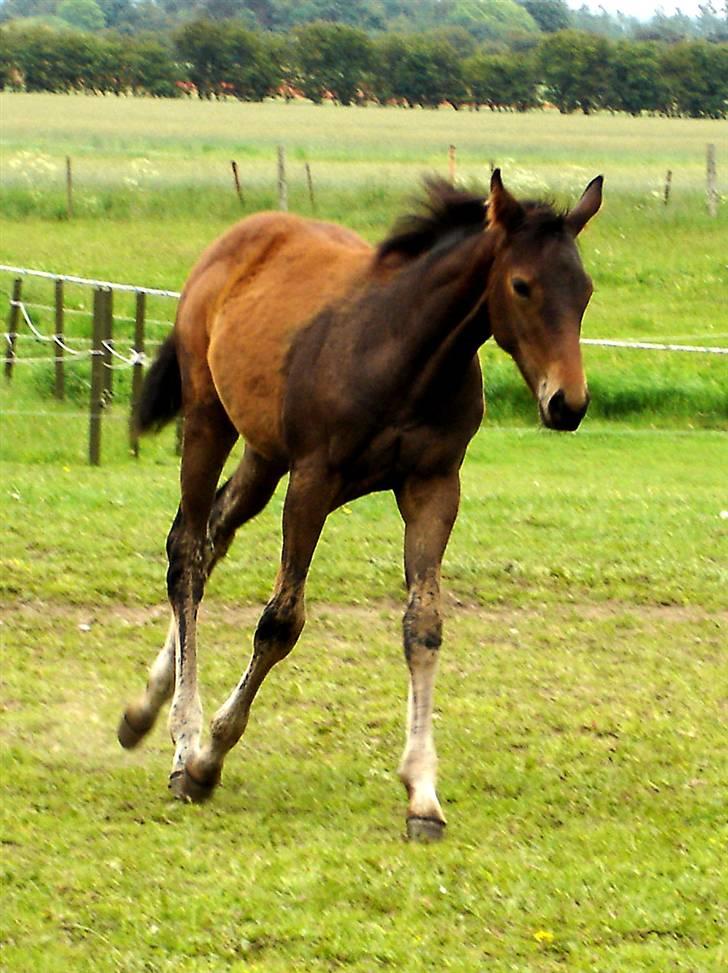 Fuldblod (XX) Siempre - Relaxed billede 10