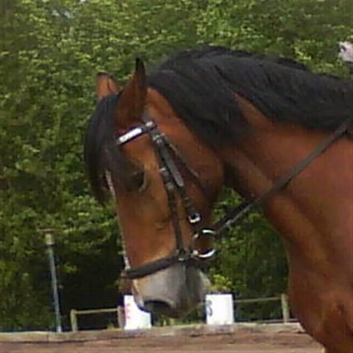 Anden særlig race Torja (Halvpart) - #12 billede 12