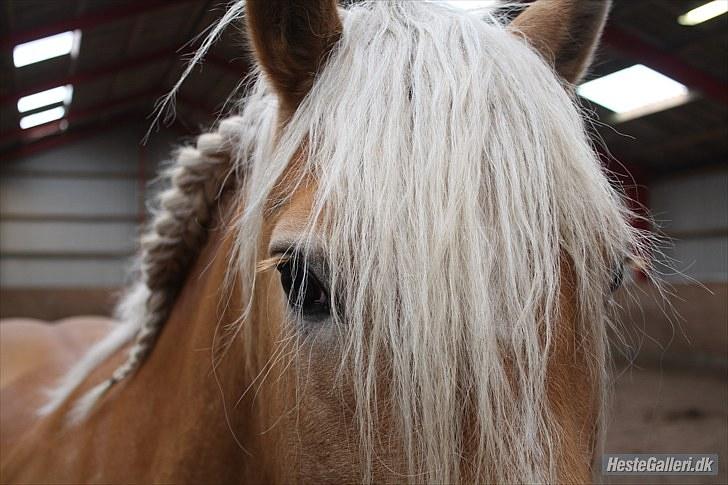 Haflinger santana RH ( Haffe! ) - Sigt efter månen, for selv om du ikke rammer, lander du blandt stjernerne <3  billede 7
