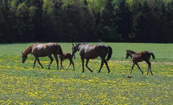 Fuldblod (XX) Siempre - Familien billede 11
