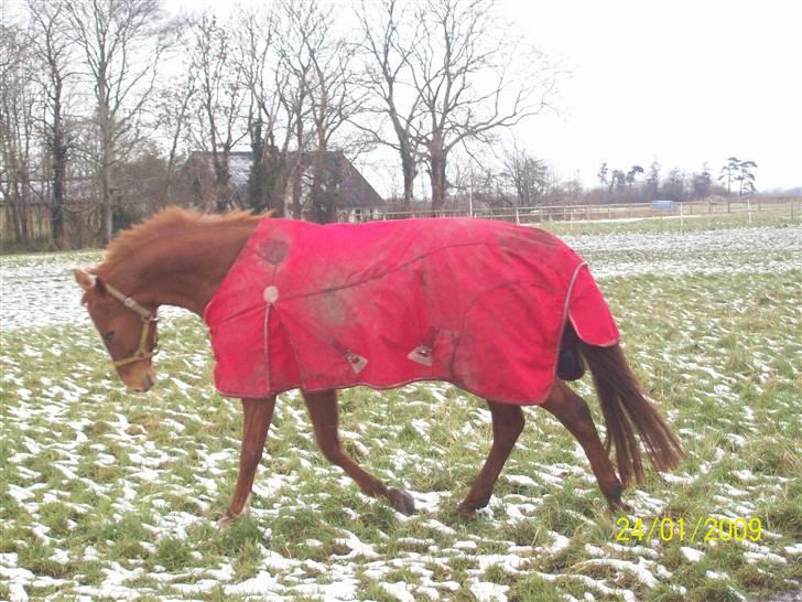 Dansk Varmblod Premira Pride * Himmelhest* <3 billede 14