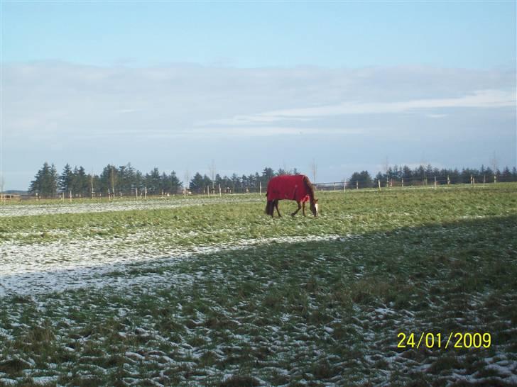 Dansk Varmblod Premira Pride * Himmelhest* <3 billede 15