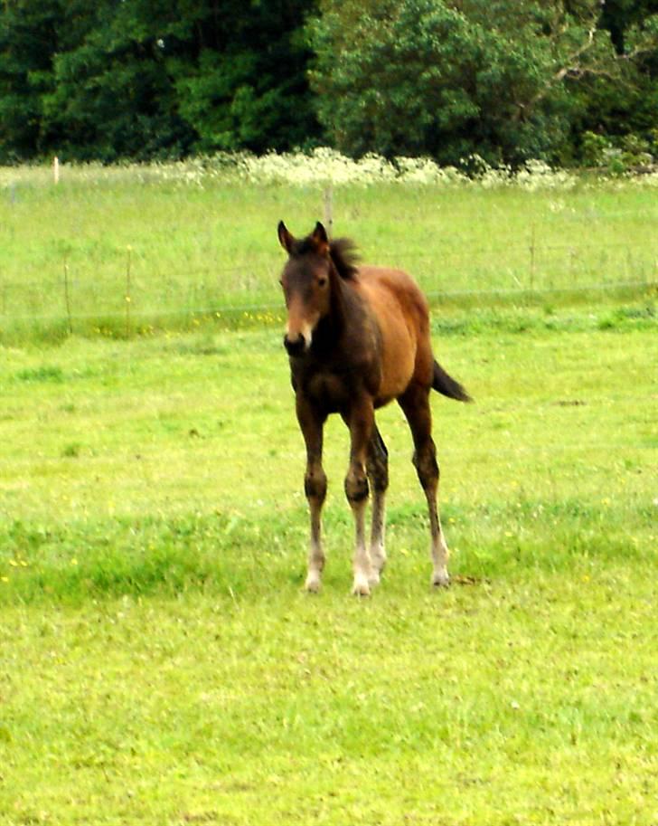 Fuldblod (XX) Siempre billede 12