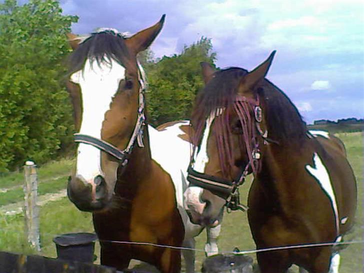 Anden særlig race tarzan er desvere død - her er tarzan og olivia på folden billede 1