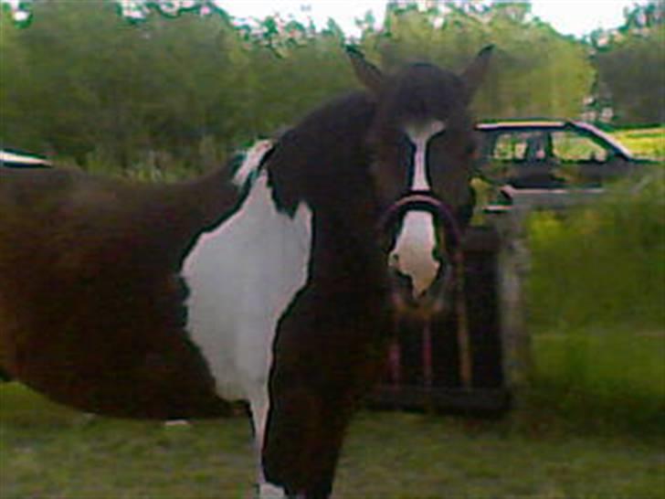 Anden særlig race tarzan er desvere død - her er tarzan han er lidt sur billede 2