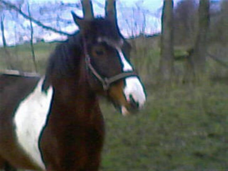 Anden særlig race tarzan er desvere død - her er tarzan meget sur... billede 3