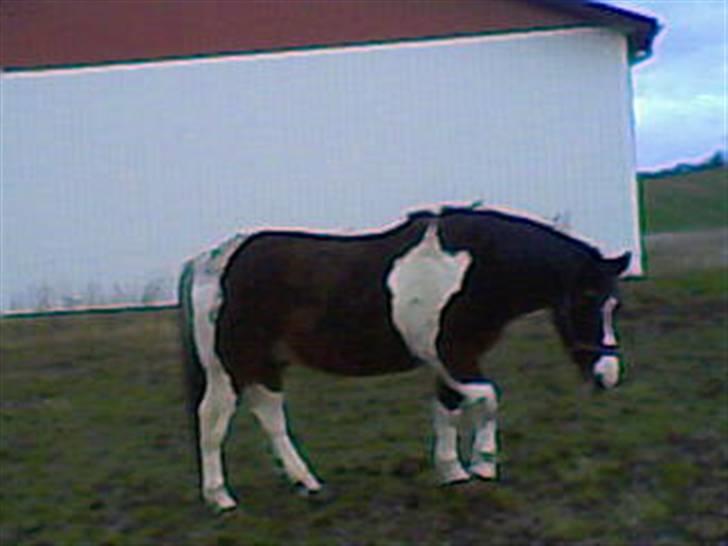 Anden særlig race tarzan er desvere død - her skal han til og rulle sig billede 4