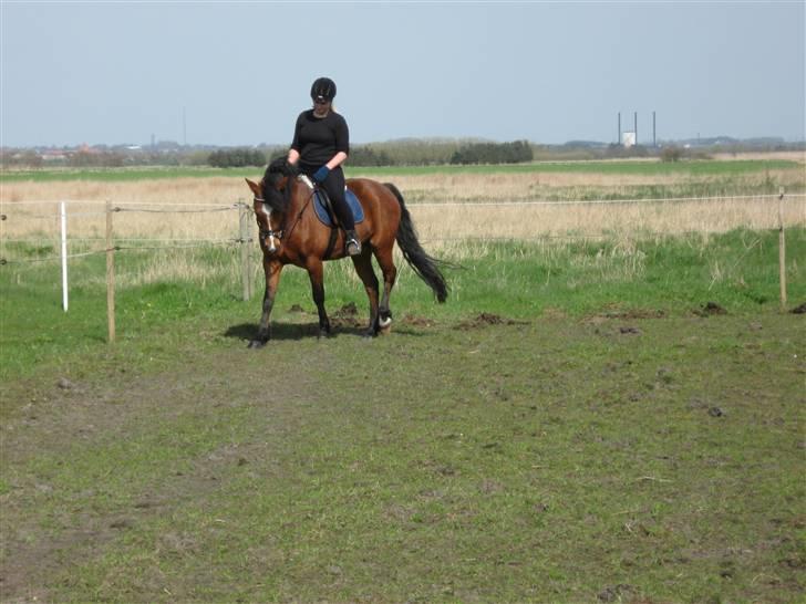 New Forest Miss Melbourne *Solgt* - 23/4-09 billede 2