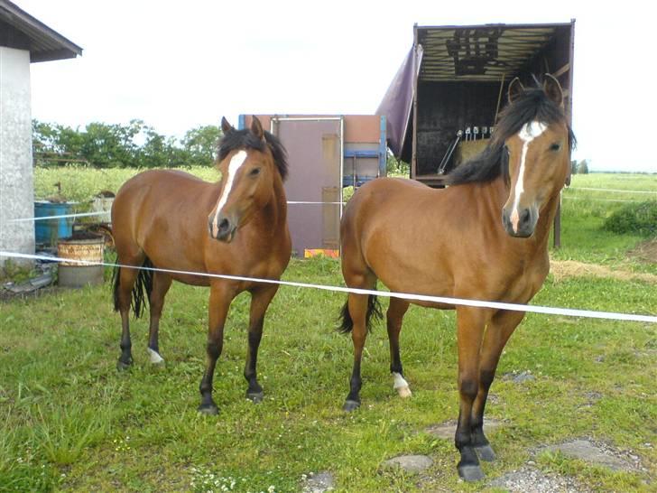 New Forest Miss Melbourne *Solgt* - De næsten identiske søstre. :) billede 7