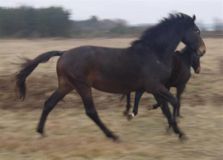Dansk Varmblod Majestic/Hanniball - galop billede 2