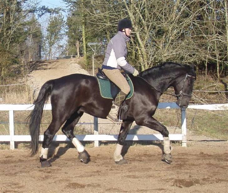 Dansk Varmblod Bysteds Bluca  SOLGT - 2 gang løs med rytter billede 13