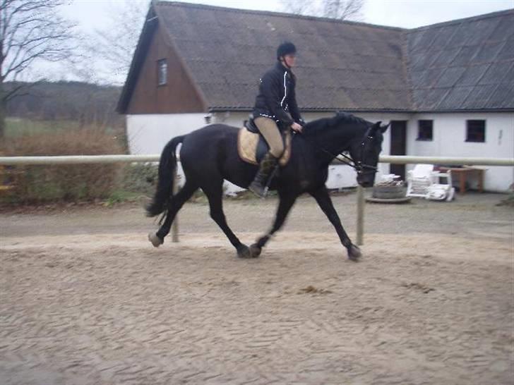 Dansk Varmblod Bysteds Bluca  SOLGT - 1 gang løs med rytter billede 14