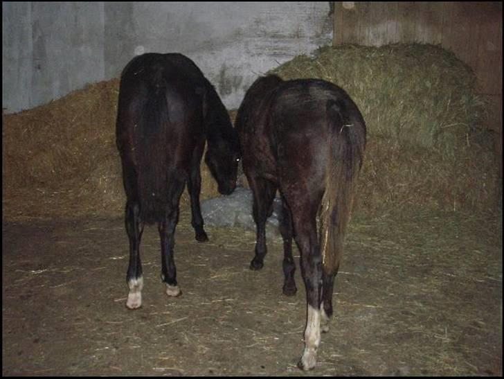 Dansk Varmblod Wivaldo - Wivaldo til venstre og Mikro til højre.. hygge i høet billede 2