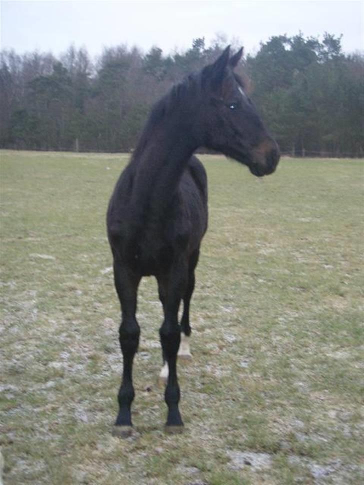 Dansk Varmblod Wivaldo - På fold billede 3