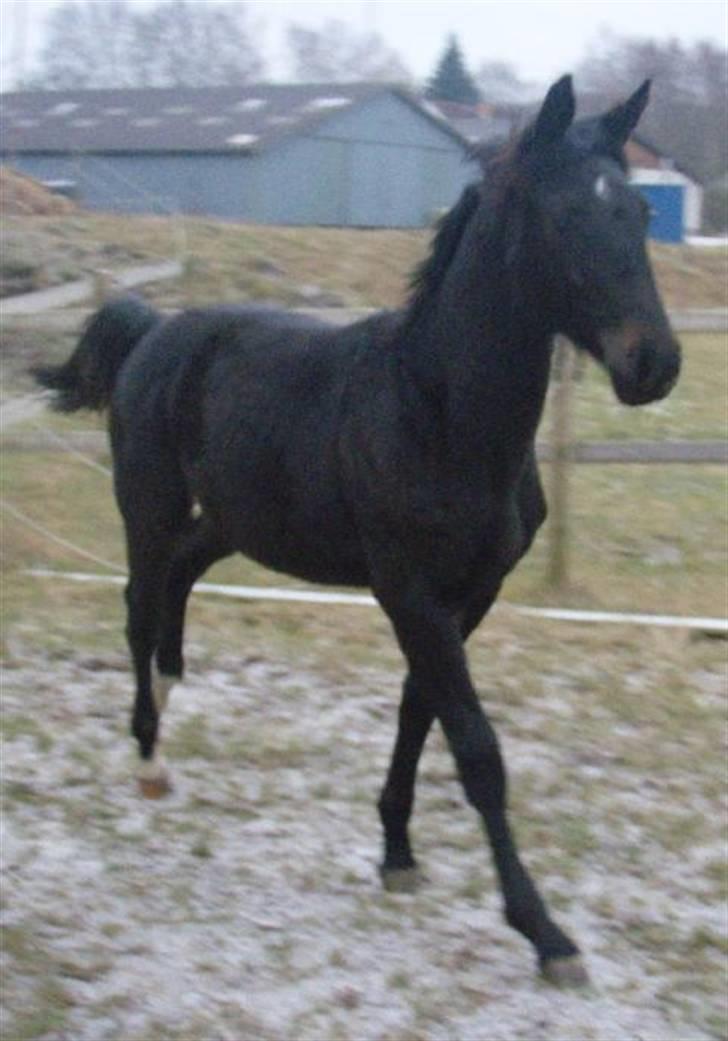 Dansk Varmblod Wivaldo - Leg billede 4