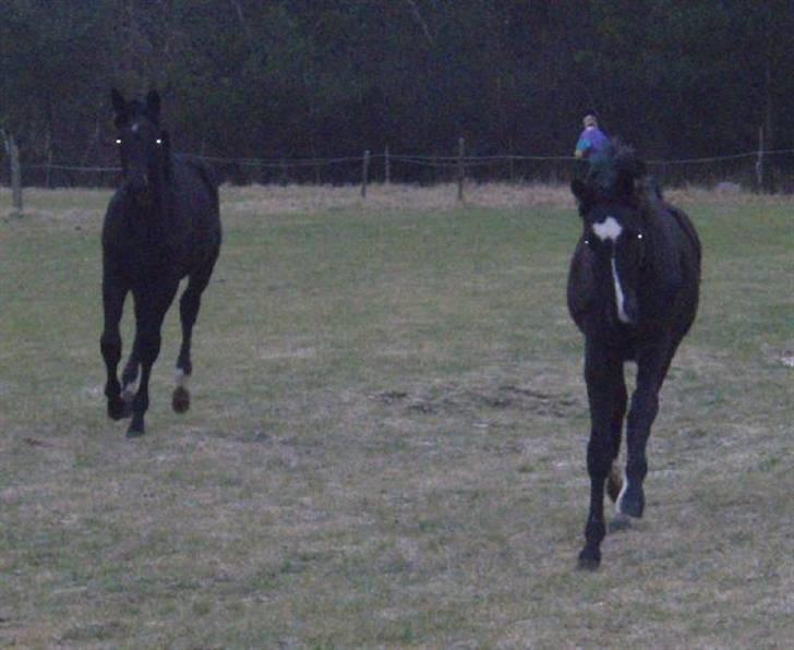 Dansk Varmblod Wivaldo - Det er med at følge med Wivaldo i baggrunden til venstre billede 5