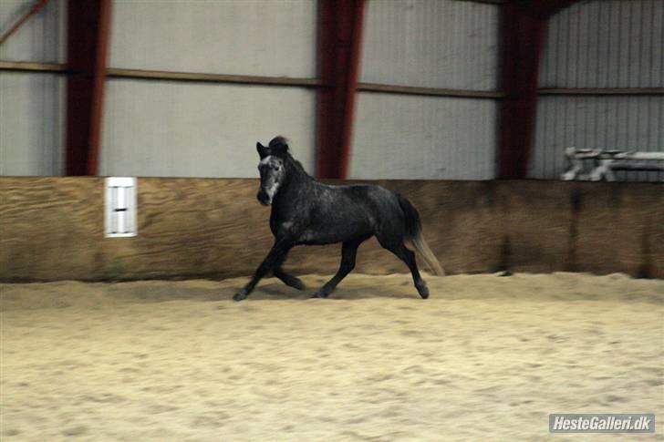 Anden særlig race Macy Grace *solgt* - smækker lækker! xD<3 billede 19