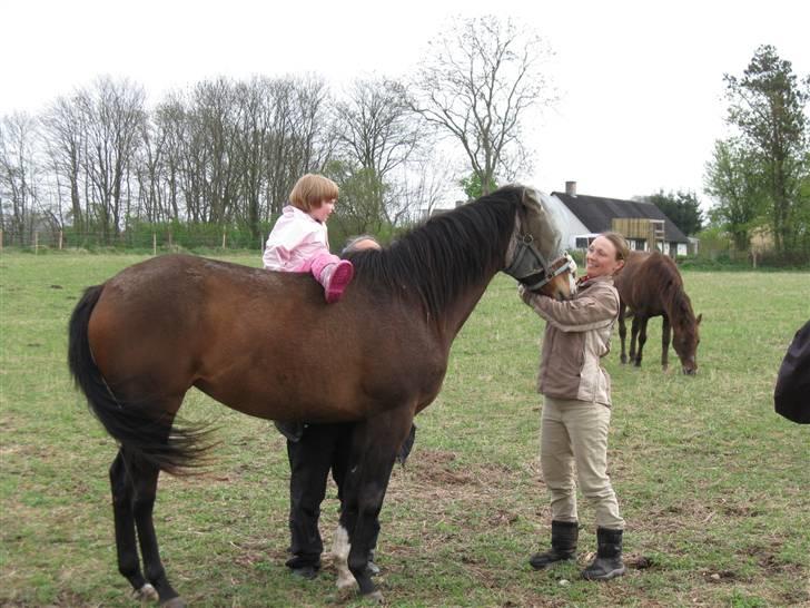 Fuldblod (XX) Papaia - Papaia er utilredet, men barnevenlig:-) billede 6