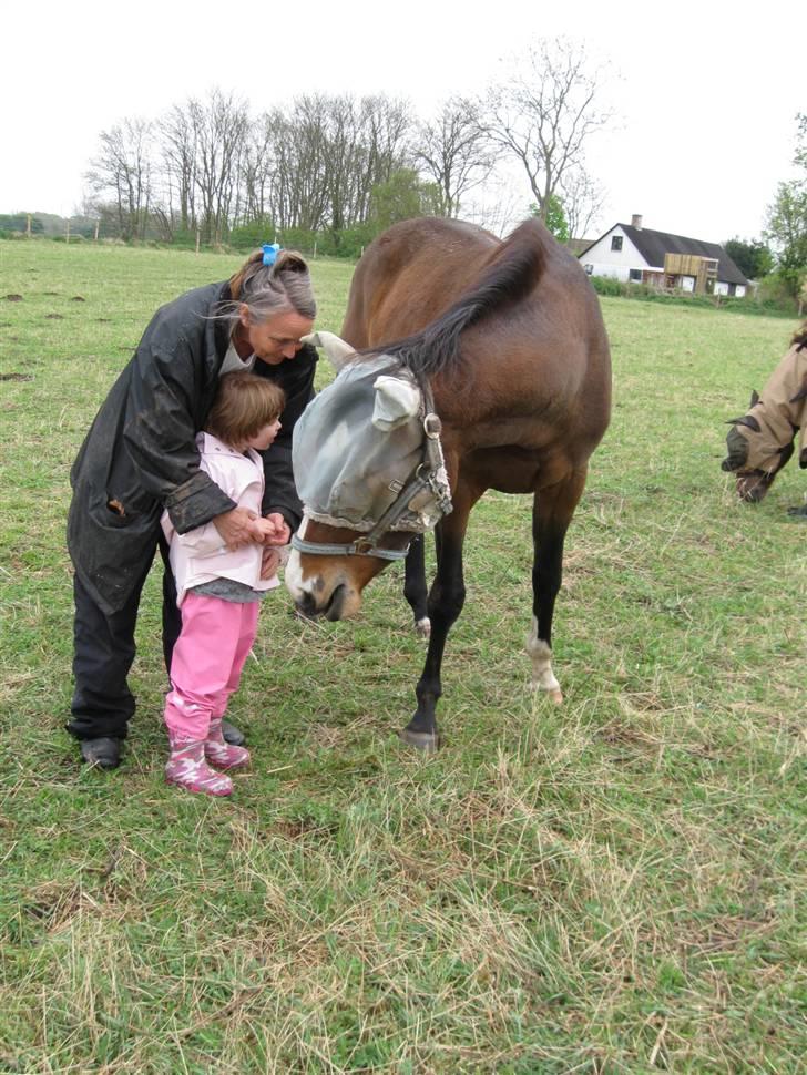 Fuldblod (XX) Papaia - Papaia hilser billede 7