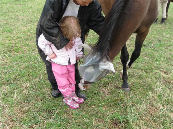 Fuldblod (XX) Papaia - Spændende lille en.. billede 8